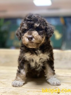 Toy Poodle 3