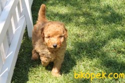 Toy Poodle 1