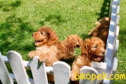 Toy Poodle 2