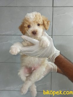 Toy Poodle 4