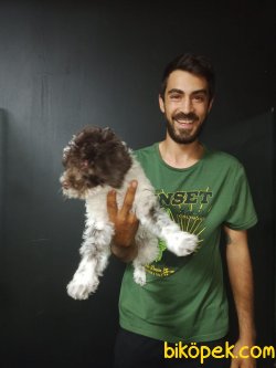Toy Poodle 4