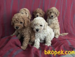 Toy Poodle 3
