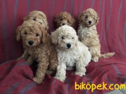 Toy Poodle 1