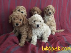 Toy Poodle 2