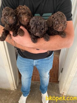 Toy Poodle 1