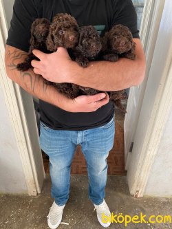 Toy Poodle 2