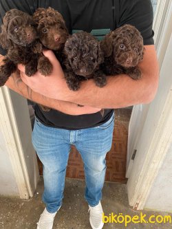 Toy Poodle 3