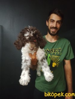 Toy Poodle 4