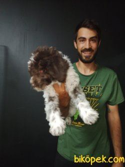 Toy Poodle 3