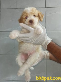 Toy Poodle 3