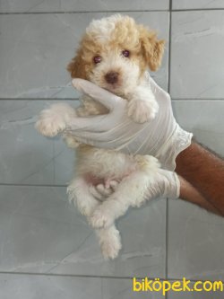 Toy Poodle 2