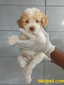 Toy Poodle 1