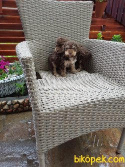 Toy Poodle 4