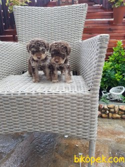 Toy Poodle 2