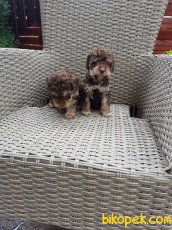 Toy Poodle 3