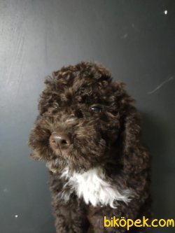Toy Poodle 1