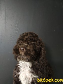 Toy Poodle 3