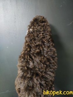 Toy Poodle 2