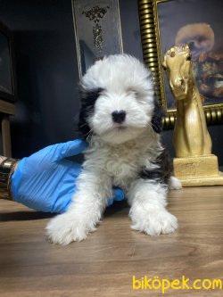 Toy Poodle 2
