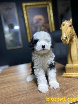 Toy Poodle 1