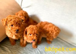 Toy Poodle 1