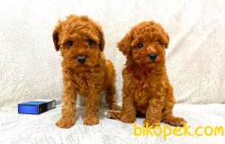 Toy Poodle 3