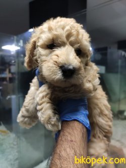 Toy Poodle 5