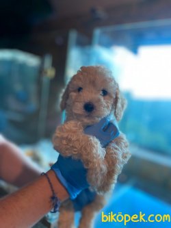 Toy Poodle 4