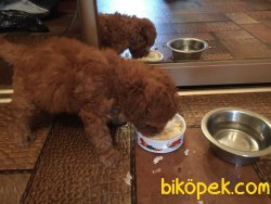 Toy Poodle 2