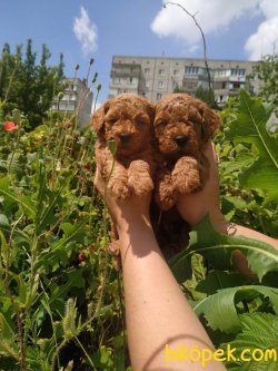 Toy Poodle 1
