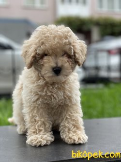 TOY POODLE 2