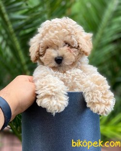 TOY POODLE 3