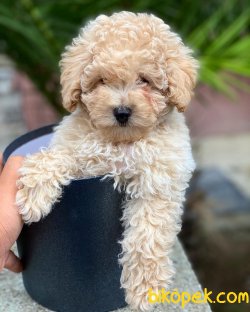 TOY POODLE 1