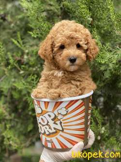 Toy Poodle 2