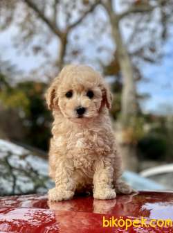 Toy Poodle 1