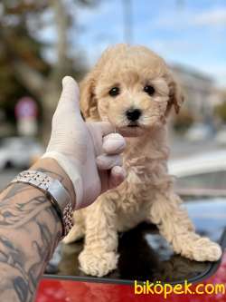 Toy Poodle 2