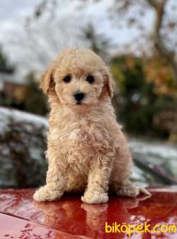 Toy Poodle 3