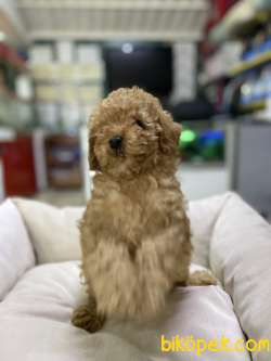 Toy-Poodle 4