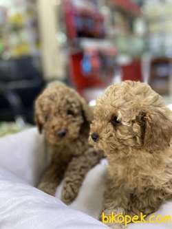 Toy-Poodle 2