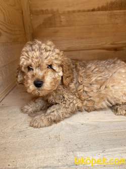 Toy-Poodle 5