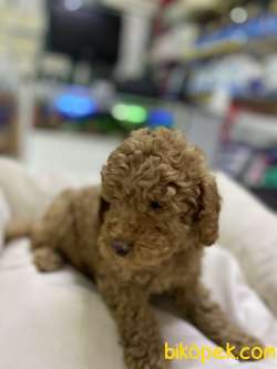 Toy-Poodle 1