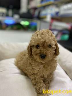 Toy-Poodle 4