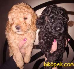Toy-Poodle 2