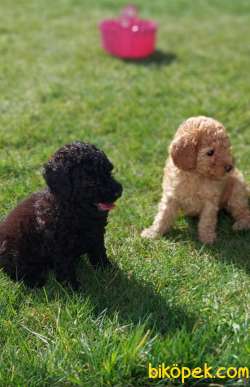 Toy-Poodle 5