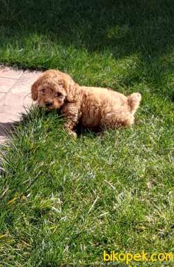 Toy-Poodle 3