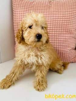 Toy Poodle 1