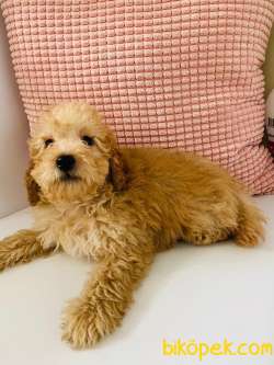 Toy Poodle 3