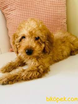 Toy Poodle 2