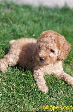 Toy-Poodle 1
