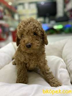 Toy-Poodle 5